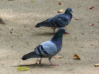 P1000486.jpg